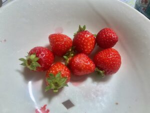สตรอว์เบอร์รีฟาร์ม มุราคามิ ทตโตริ
