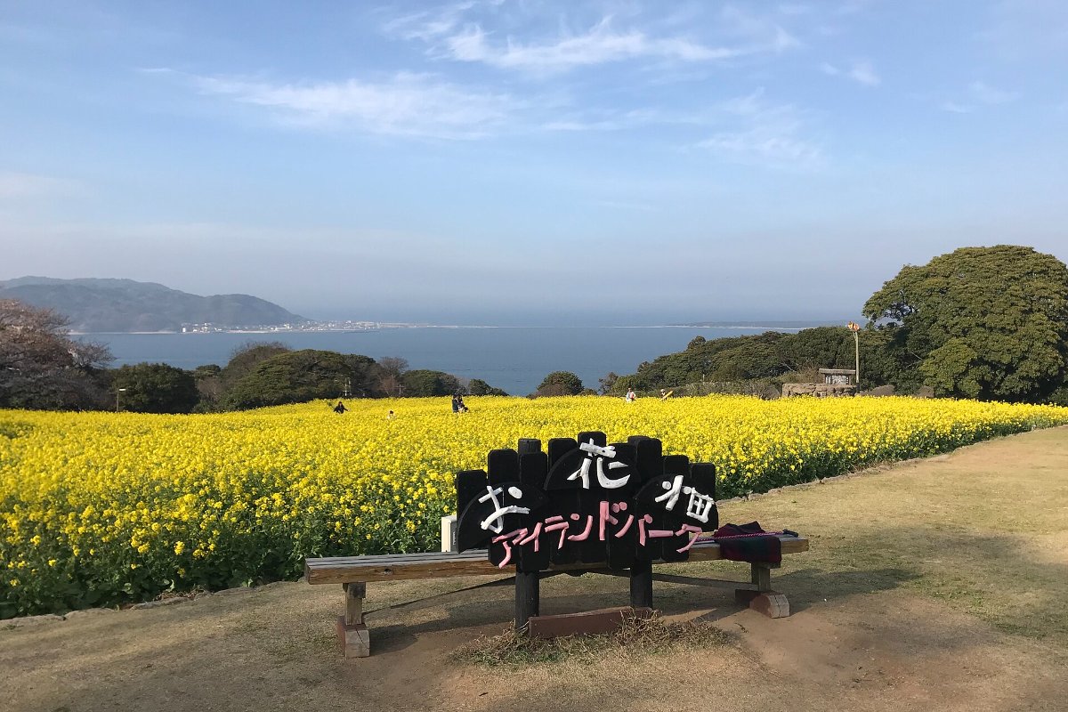 ทุ่งดอกนาโนะฮานะบนเกาะโนโคโนะชิมะ