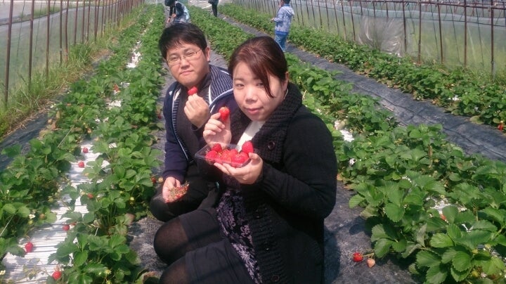 สตรอว์เบอร์รีที่ Sasaki Farm