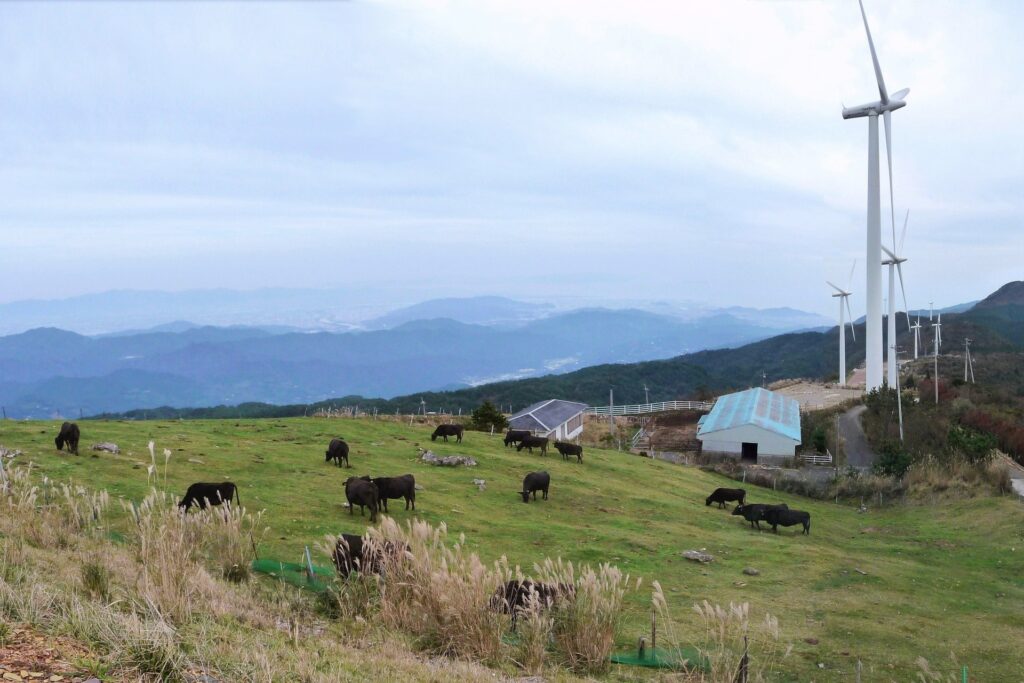 ที่ราบสูงโอกาวาระ ซานาโกจิ โทคุชิมะ｜ชมกังหันลมและไฮเดรนเยียบนภูเขา