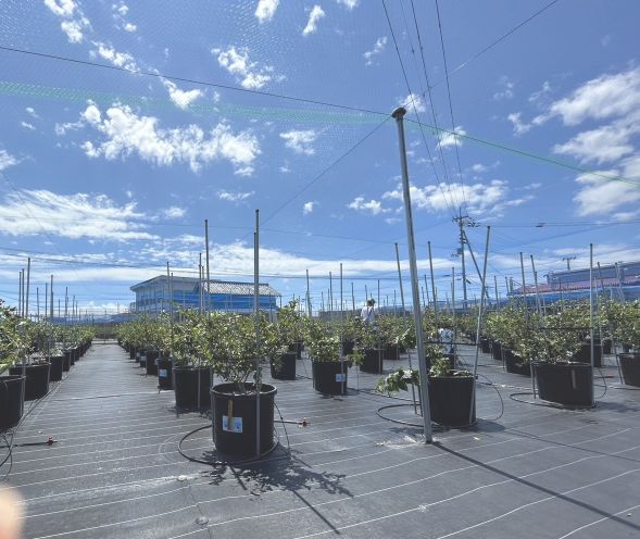 那賀川BLUEBERRYみき農園のブルーベリー
