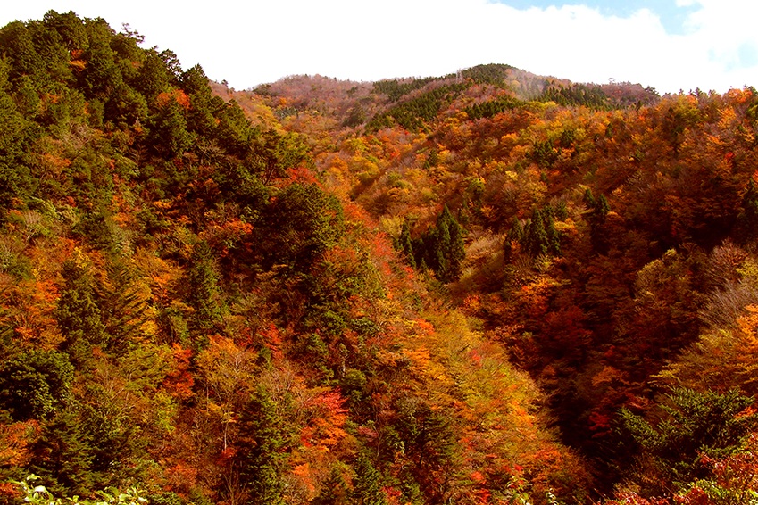 ป่าบนลาดเขา Ryugatake ในฤดูใบไม้ร่วง — ตัวอย่างสีสันตามฤดูกาล