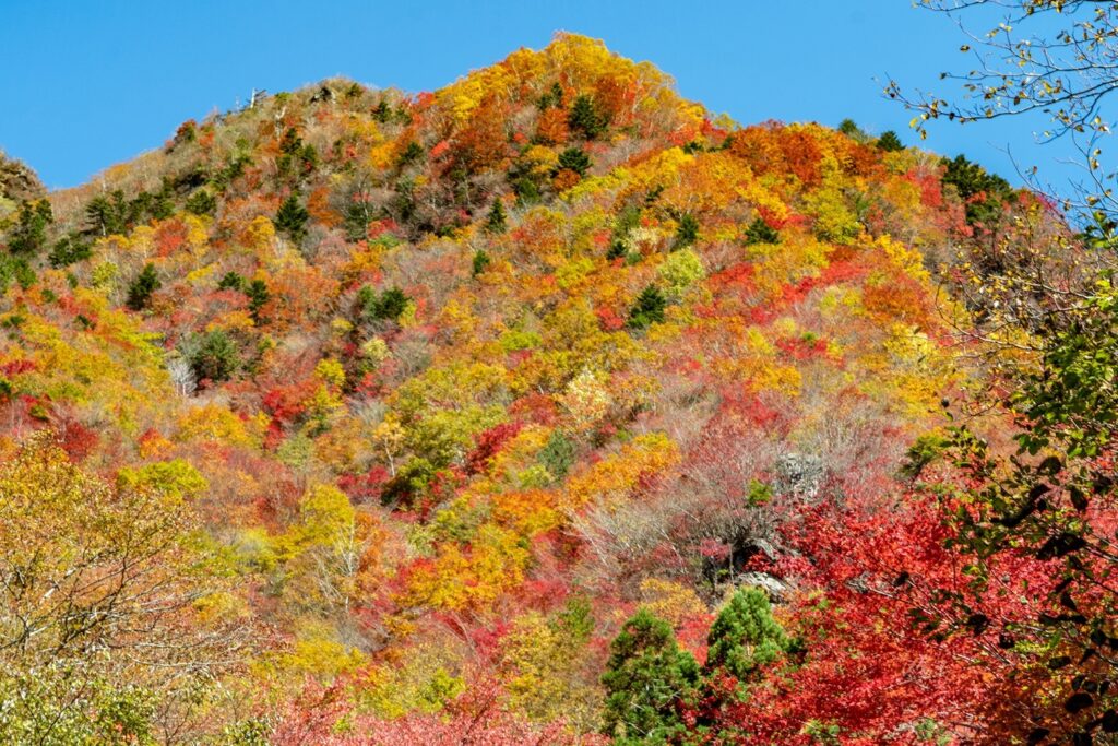 ผาหิน Ryugatake และป่าใบไม้เปลี่ยนสีในเมืองมิโยชิ โทคุชิมะ