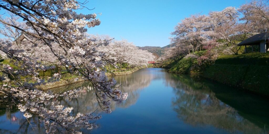 ดอกซากุระบานเหนือคูน้ำของสวนซากปราสาทชิคาโนะ
