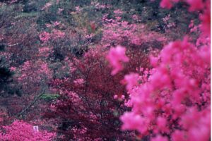 สวนทากิซัง