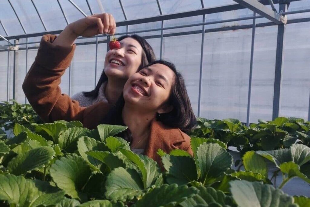 เก็บสตรอว์เบอร์รีโทคุชิมะ 15 แห่ง｜ฤดู การจอง และวิธีเลือกฟาร์ม