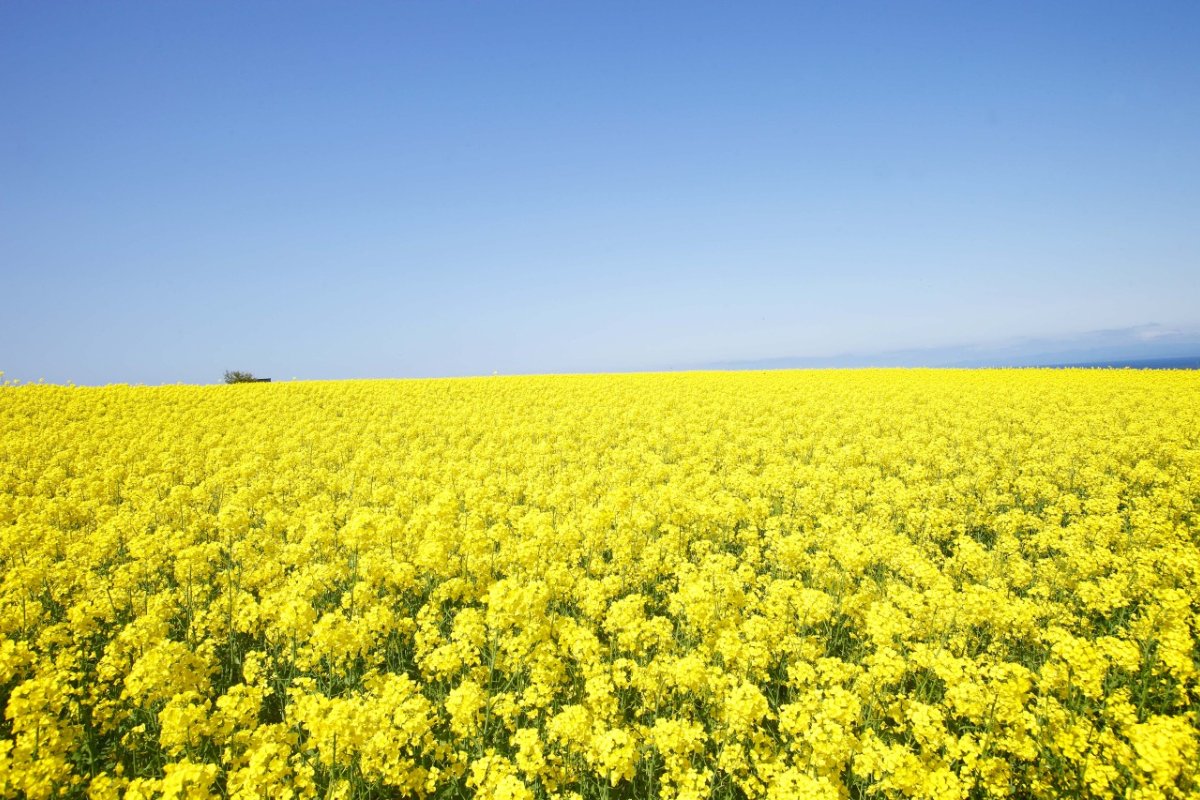 ทุ่งดอกเรพซีดสีเหลืองกว้างสุดสายตาที่เมืองโยโกฮามะ