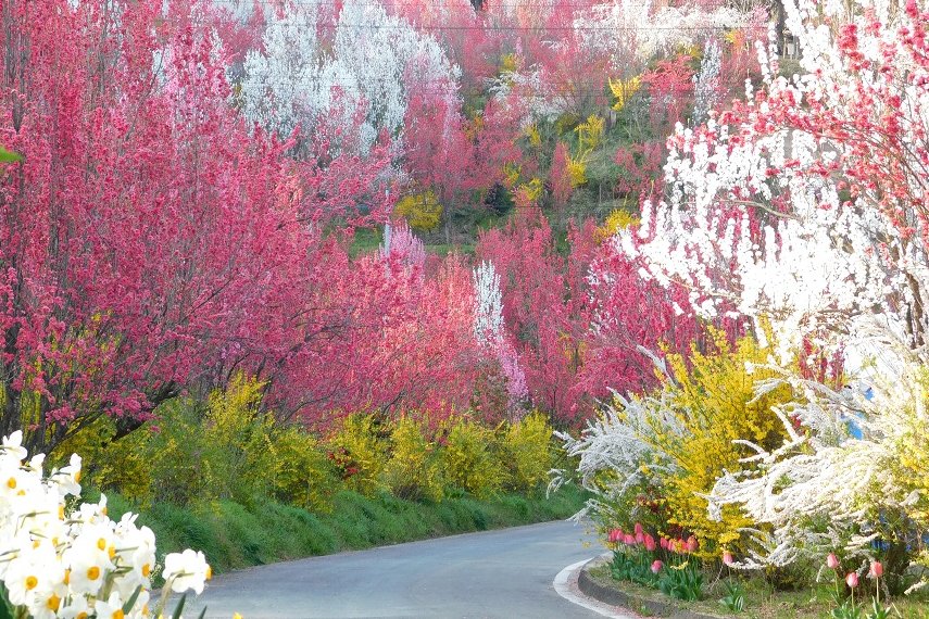 ดอกฮานาโมโมะสีชมพูและดอกเรนเกียวสีเหลืองบานเต็มเนินที่สวนฮานายาชิกิ ย่านอีโนะ เมืองฟุกุชิมะ
