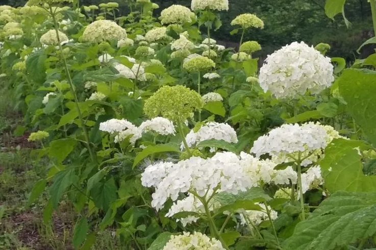 ดอกอะจิไซสีม่วงและขาวบานเต็มสวนที่วัดโยรินจิ เมืองฟุกุชิมะ ยามค่ำมีไฟประดับ