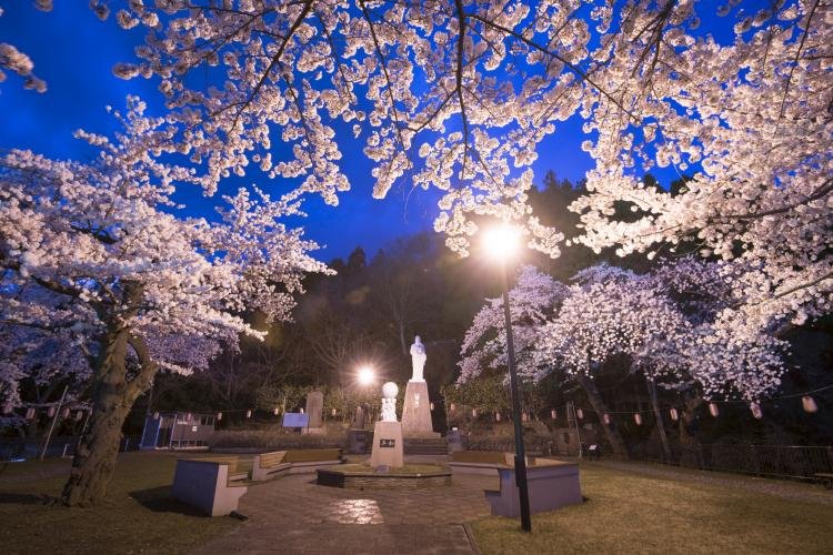 โคมไฟและซากุระตอนค่ำที่สวนยาคูชิ เมืองคามาอิชิ มองเห็นเมืองและอ่าว