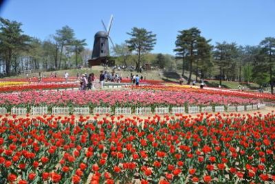 ทุ่งทิวลิปหลายสีที่สวนป่าไม้เขื่อนยูกิยะงาวะ เมืองคารูมาอิ ช่วงงานทิวลิป