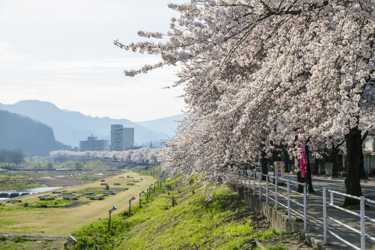 แนวซากุระโซเมอิโยชิโนะบานเรียงเป็นแถวยาวที่ถนนซากุระมามิกาซากิ เมืองยามากาตะ ยามค่ำมีไลต์อัป