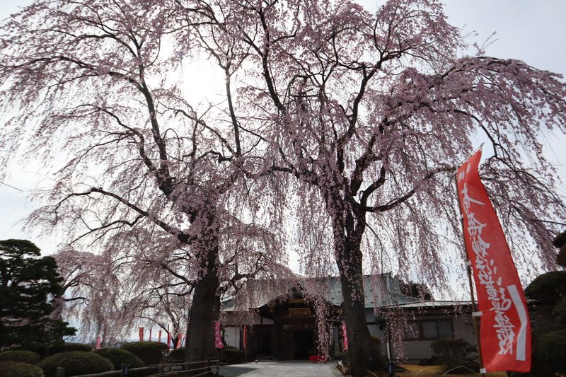 ซากุระกิ่งห้อยสีชมพูอ่อนที่วัดชินโชจิ เมืองฮานามากิ