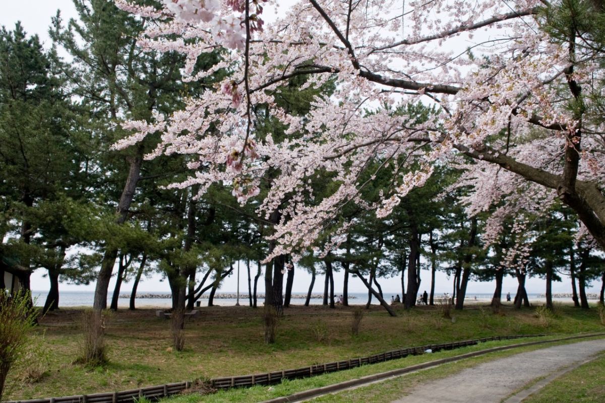 ซากุระโซเมอิโยชิโนะที่สวนกัปโป เมืองอาโอโมริ ช่วงเทศกาลซากุระ