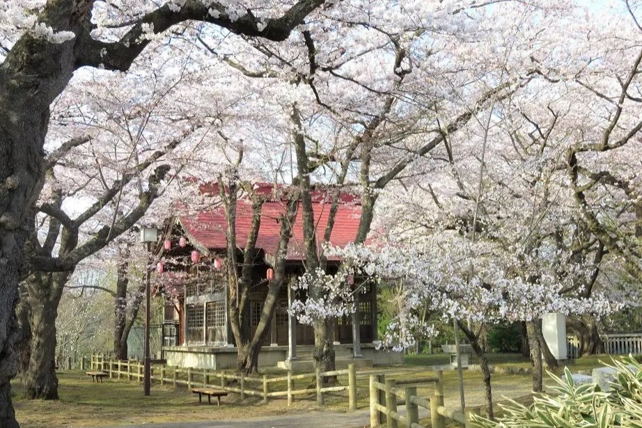 ซากุระบานในสวนซากุระยามะ เมืองคาซูโนะ จังหวัดอาคิตะ ช่วงฤดูชมซากุระ