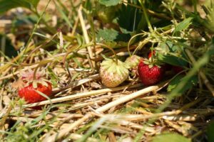 เก็บสตรอว์เบอร์รี องุ่น ส้ม เกาลัด และขุดมันหวานที่บูเซนฟรุตส์แลนด์ ฟุกุโอกะ