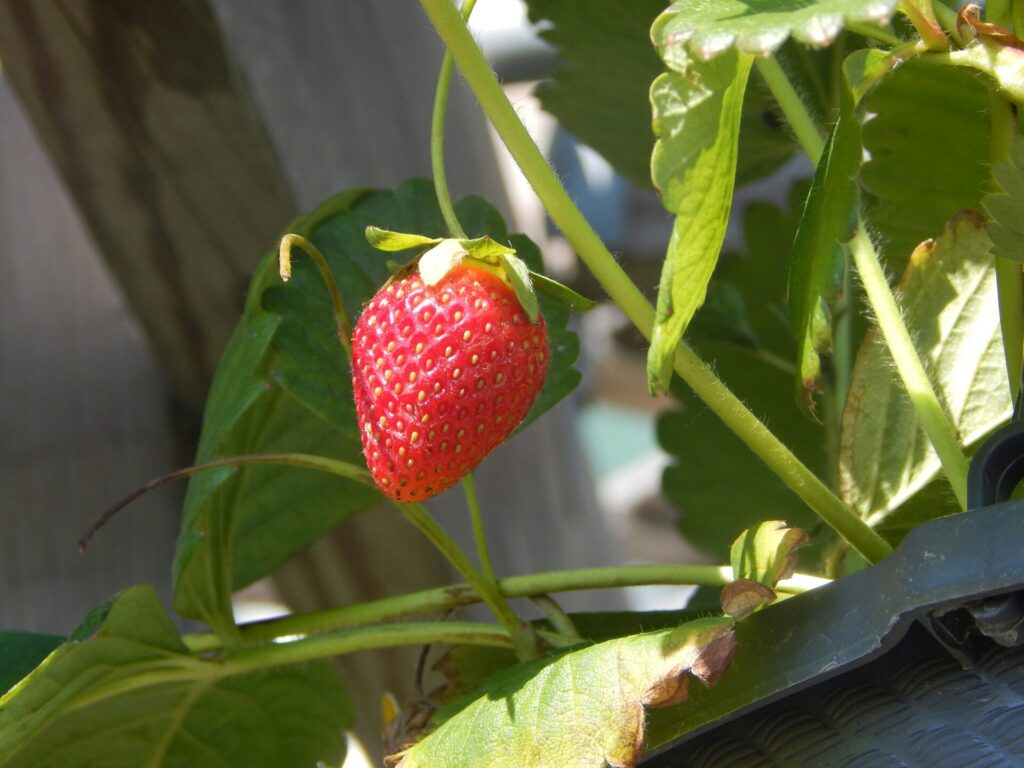 เก็บสตรอว์เบอร์รีที่ Fruits no Sato Tabaruzaka คุมาโมโตะ เลือกกิน 40 นาทีหรือชั่งซื้อ
