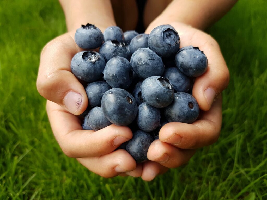คุมาโมโตะ Hashinaga Farm เก็บบลูเบอร์รีพร้อมเจลาโตในยัตสึชิโระ