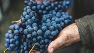 เก็บองุ่นที่ North Grape Farm มินามิอาโสะ คุมาโมโตะ เลือกพวงแล้วจ่ายตามน้ำหนัก
