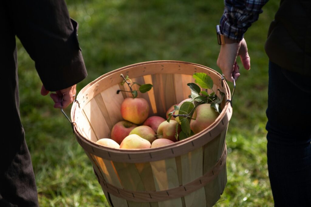 เก็บแอปเปิลและองุ่นที่ Fruit Land Aso คุมาโมโตะ แยกวิธีชิมกับซื้อกลับ