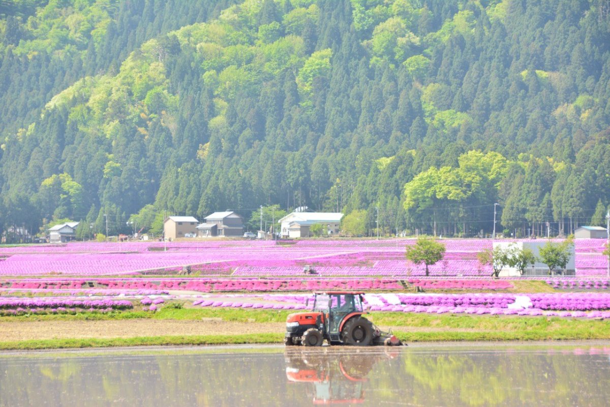 ชิบะซากุระบานเต็มทุ่งนา เมืองโอโนะ