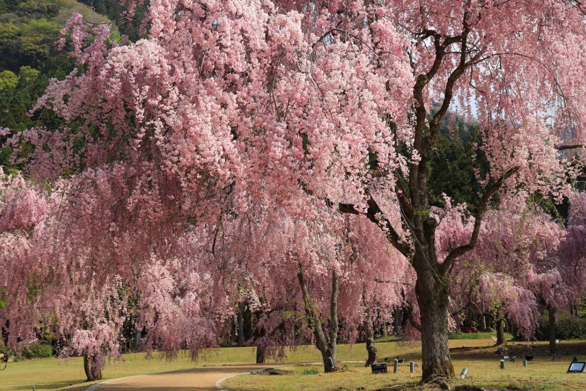 ซากุระพันธุ์ห้อยที่ทาเคดะโนะซาโตะ เมืองซาไก
