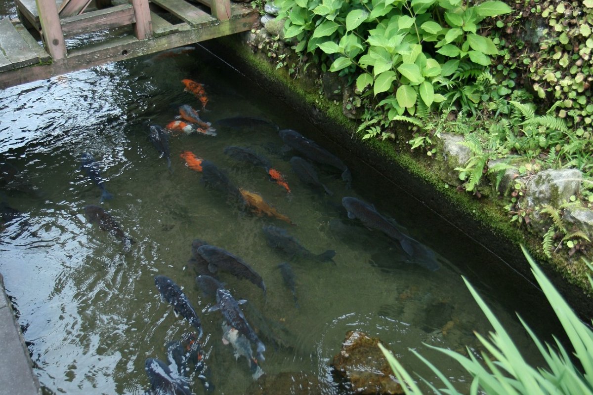 ปลาคาร์ปในคลองอิกาวะโคมิจิ