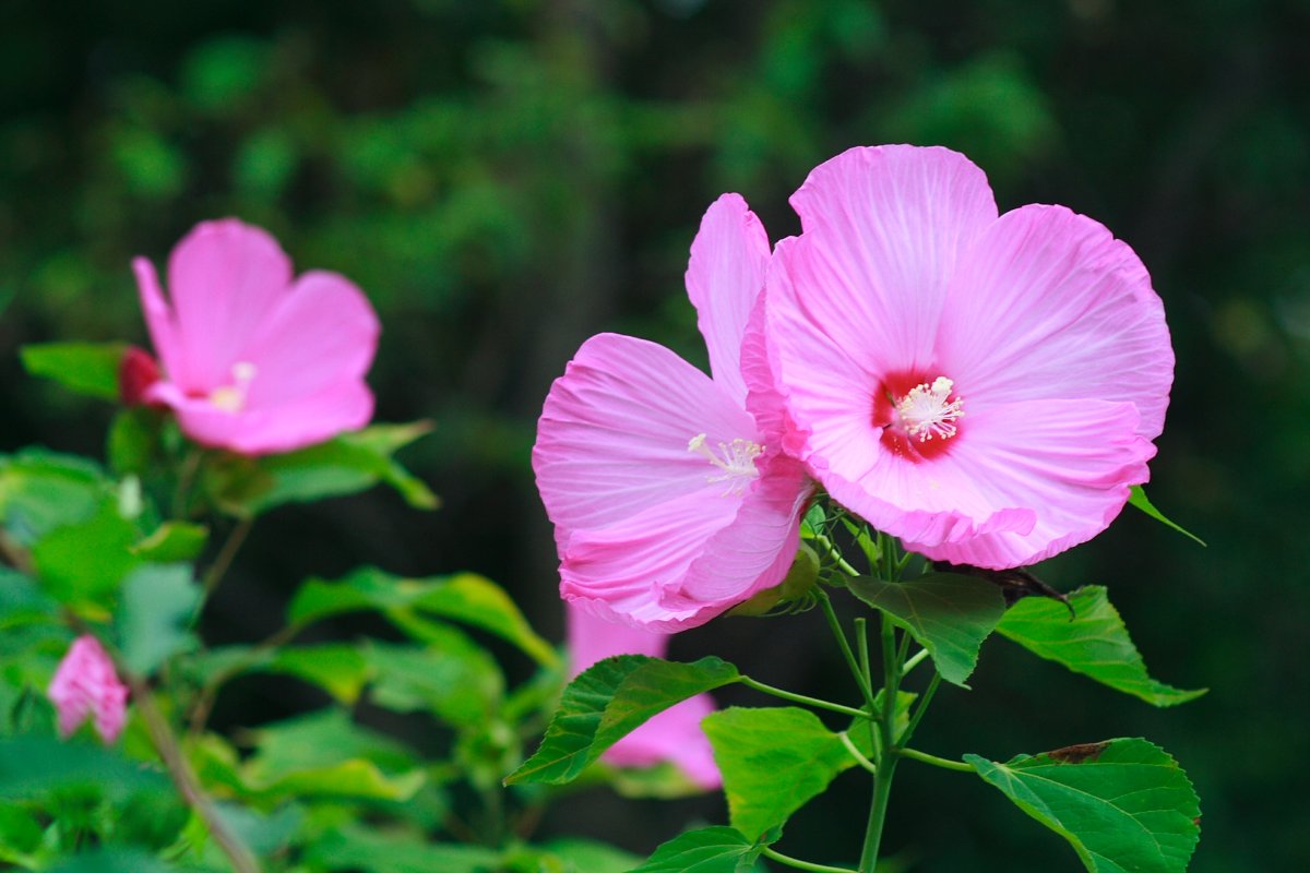 ดอกไม้สีชมพูในสวนดอกไม้