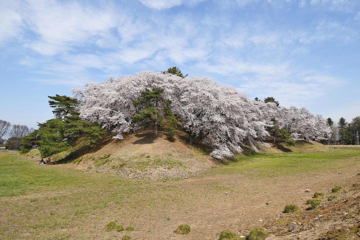 ซากุระโซเมโยชิโนะบานที่สุสานโบราณนานาโคชิยามะ เมืองฟูจิโอกะ จังหวัดกุมมะ