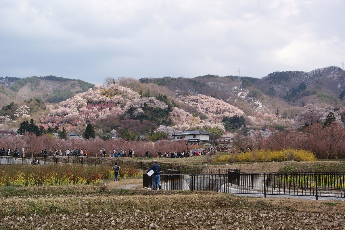 ภาพมุมกว้างสวนฮานามิยามะช่วงดอกไม้บาน