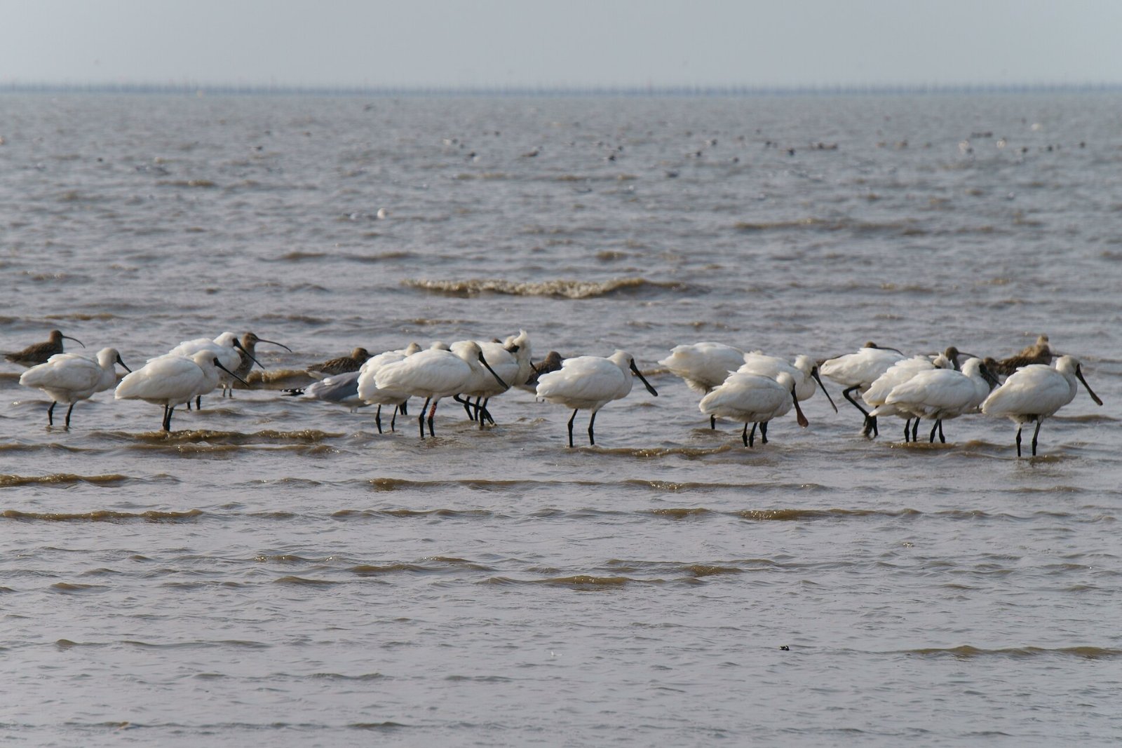 นกชายเลนอพยพที่หาดเลนฮิงาชิโยกะ