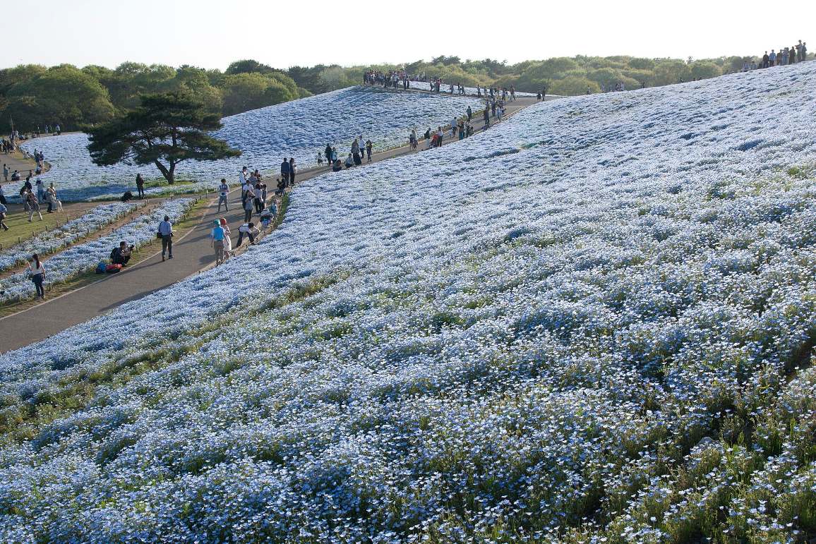 ทุ่งเนโมฟิลาสีฟ้าบนเนินที่สวนฮิตาชิซีไซด์ปาร์ก