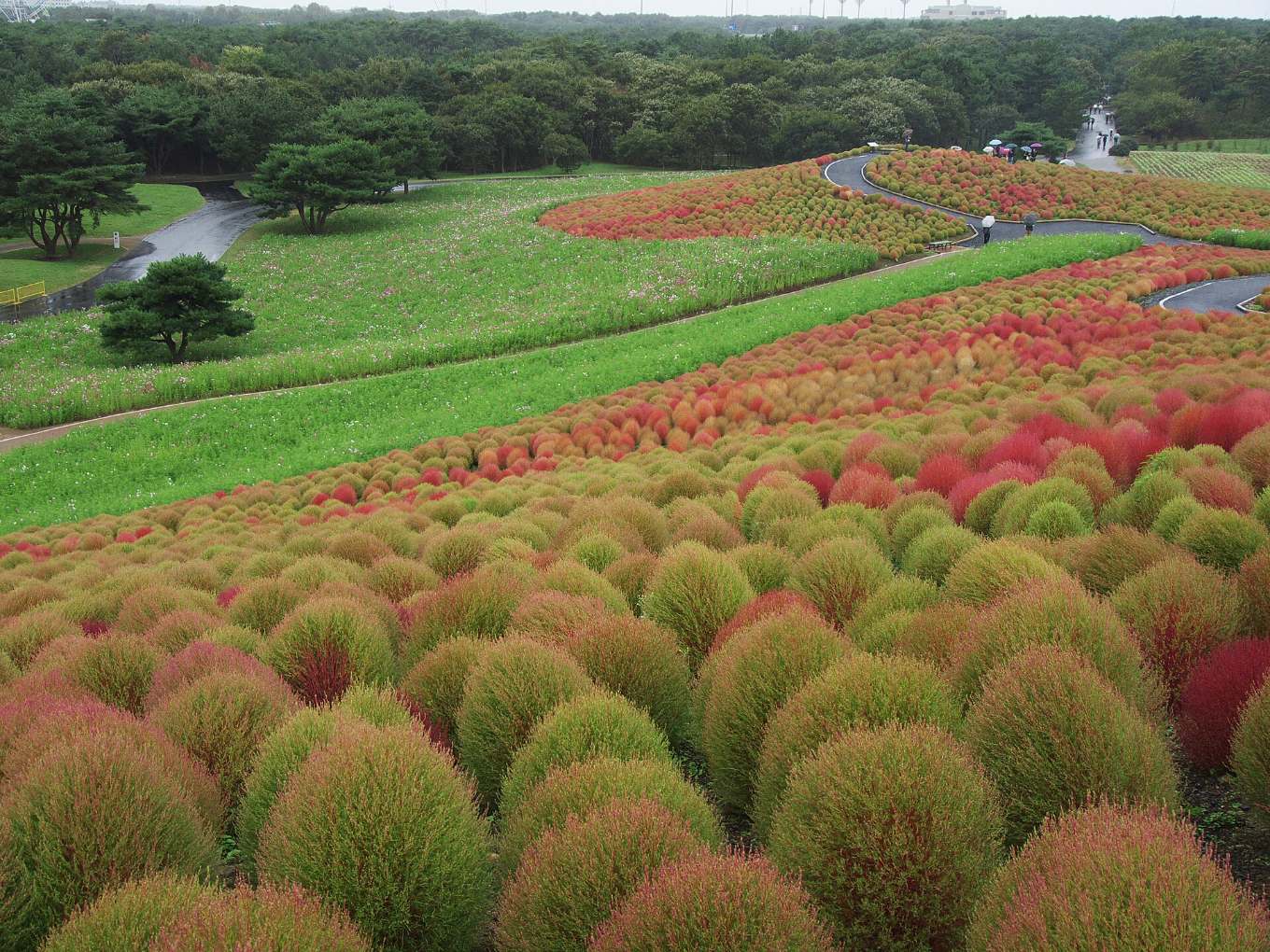 ต้นโคเคียสีแดงและเขียวบนเนิน