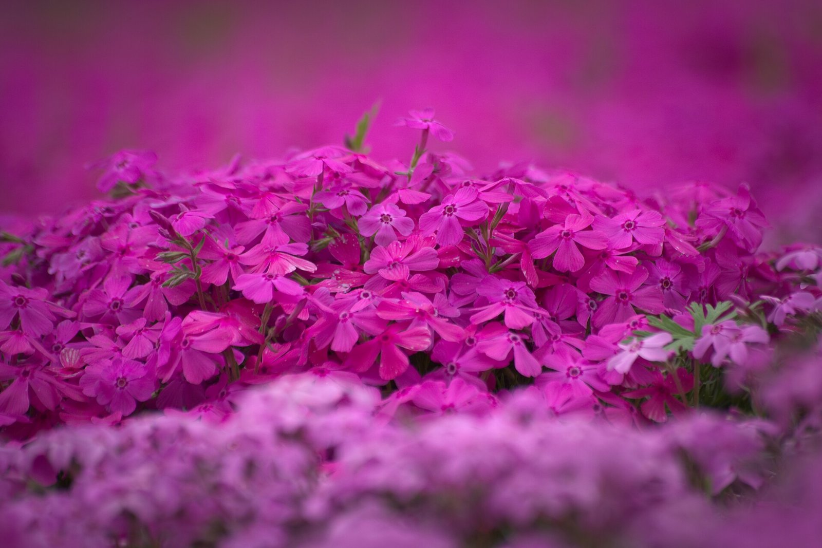 แปลงดอกชิบะซากุระหลายสีที่ชิจิบุ
