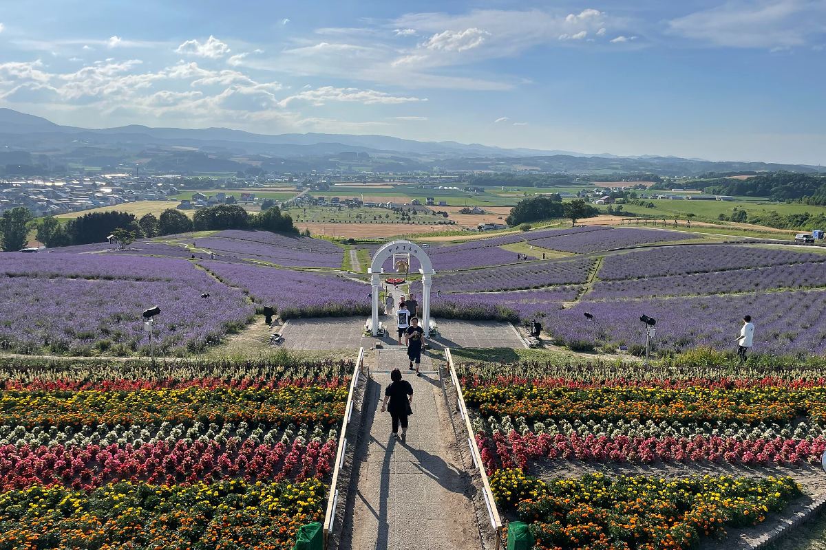 ทุ่งลาเวนเดอร์สีม่วงบานเต็มพื้นที่สวนฮิโนเดะ เมืองคามิฟุราโนะ ฮอกไกโด