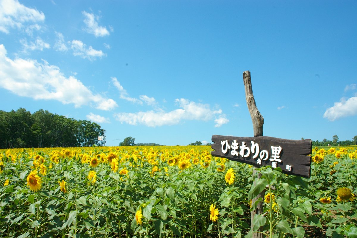 ทุ่งทานตะวันสีเหลืองกว้างสุดสายตาที่โฮกุริว ฮอกไกโด มีนักท่องเที่ยวเดินชมดอกไม้