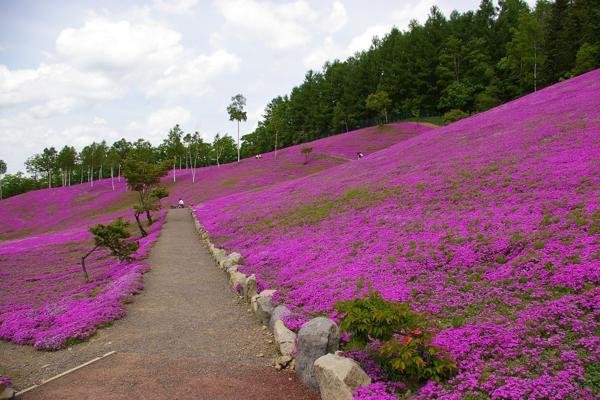 ชิบะซากุระบานเต็มเนินที่สวนทากิโนอุเอะ เมืองทากิโนอุเอะ ฮอกไกโด สีชมพูและขาวเต็มสวน