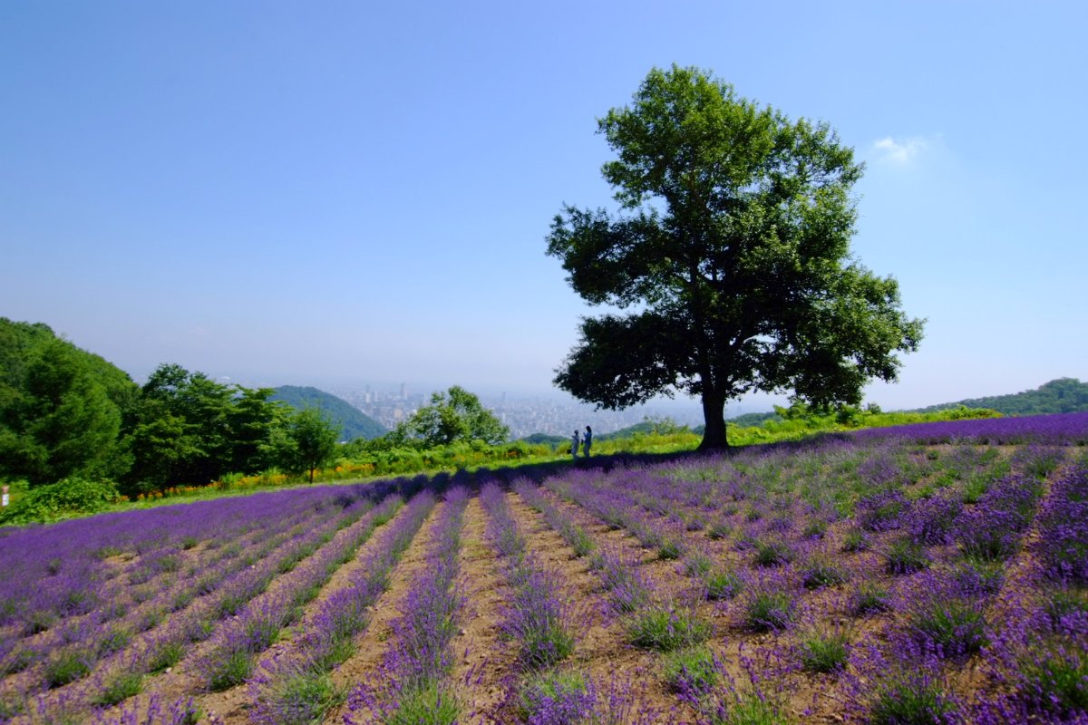 ไร่ลาเวนเดอร์สีม่วงบนทางผ่านเขาโฮโรมิโทเงะ เมืองซัปโปโร มองเห็นเนินเขาโดยรอบ