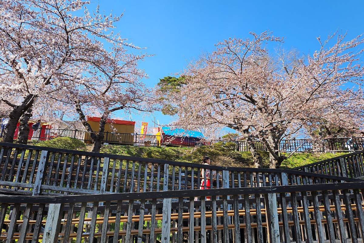 ซากุระบานในสวนฮาโกดาเตะ เมืองฮาโกดาเตะ ฮอกไกโด มีร้านค้าริมทางและผู้คนเดินชมดอกไม้