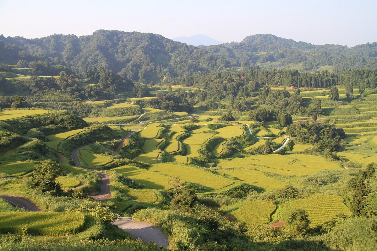 นาขั้นบันไดสีเหลืองทองที่โฮชิโทเกะ