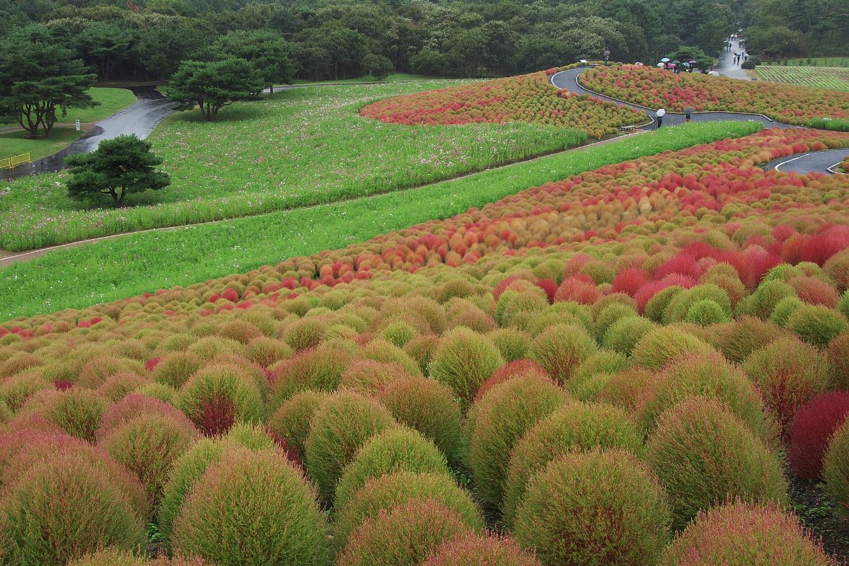 ต้นโคเกียสีแดงบนเนินมิฮาราชิ สวนฮิตาชิซีไซด์
