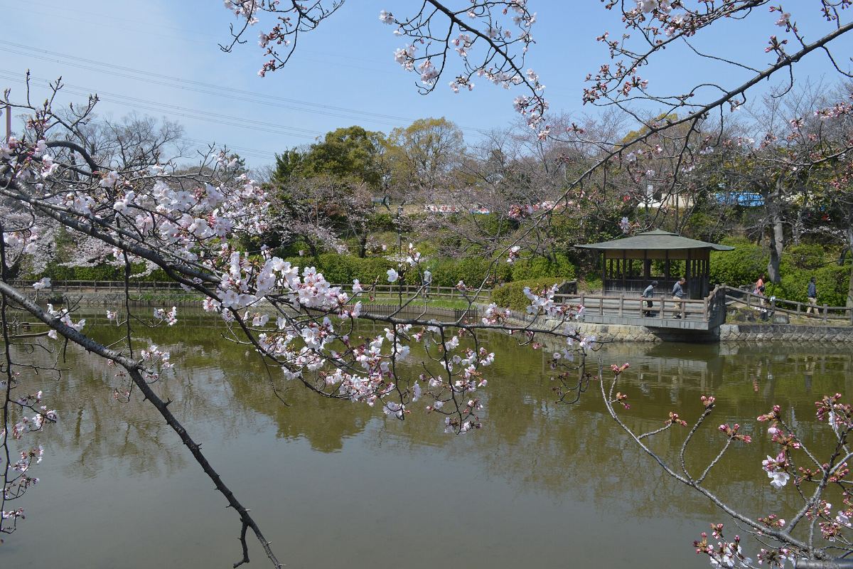ซากุระโซเมโยชิโนะบานในสวนคิโจ เมืองสึจิอุระ อิบารากิ