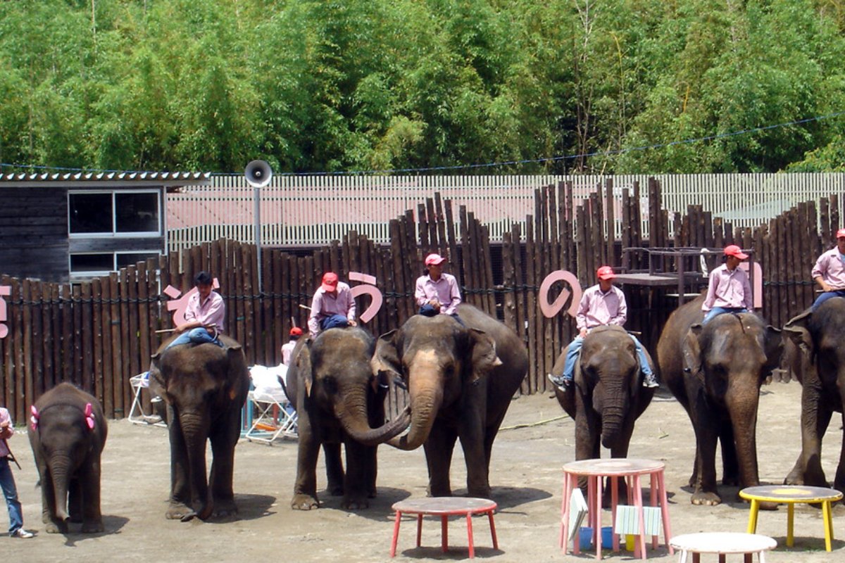 โชว์ช้างที่ลานในอิจิฮาระโซโนะคุนิ