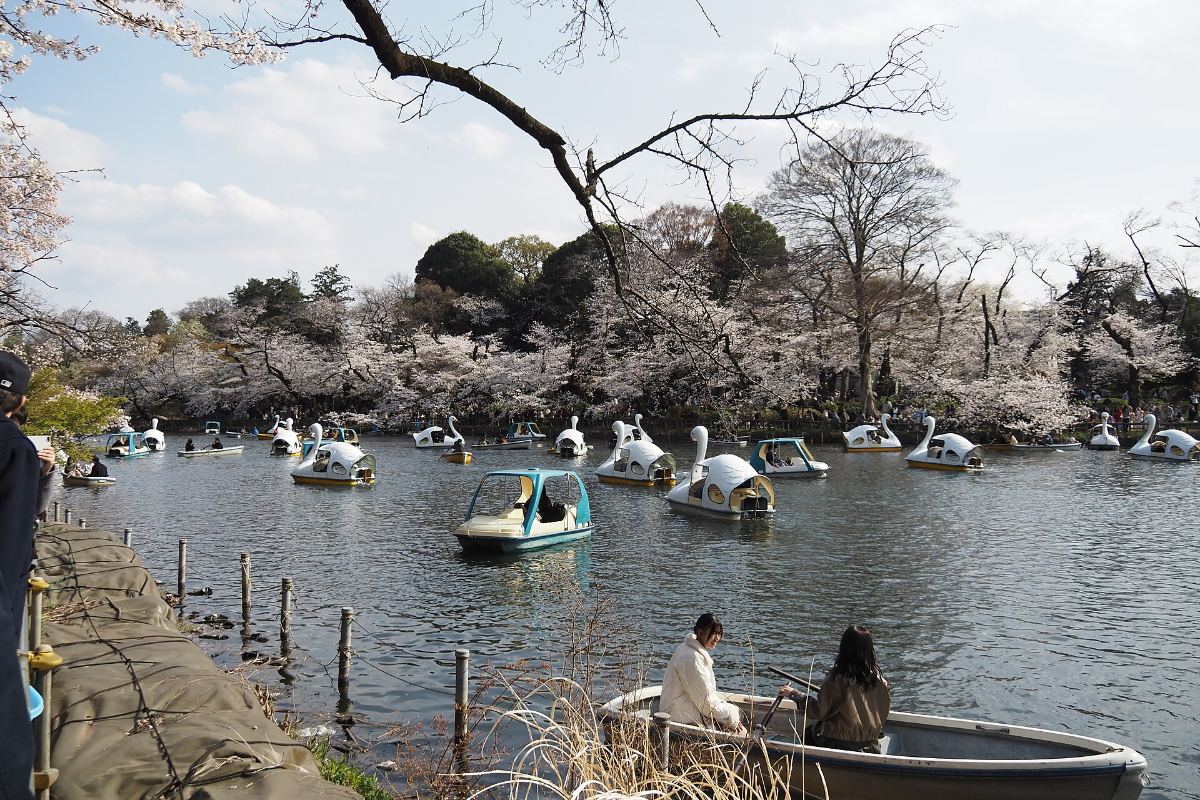 เรือหงส์และเรือพายในสระอิโนะคาชิระ