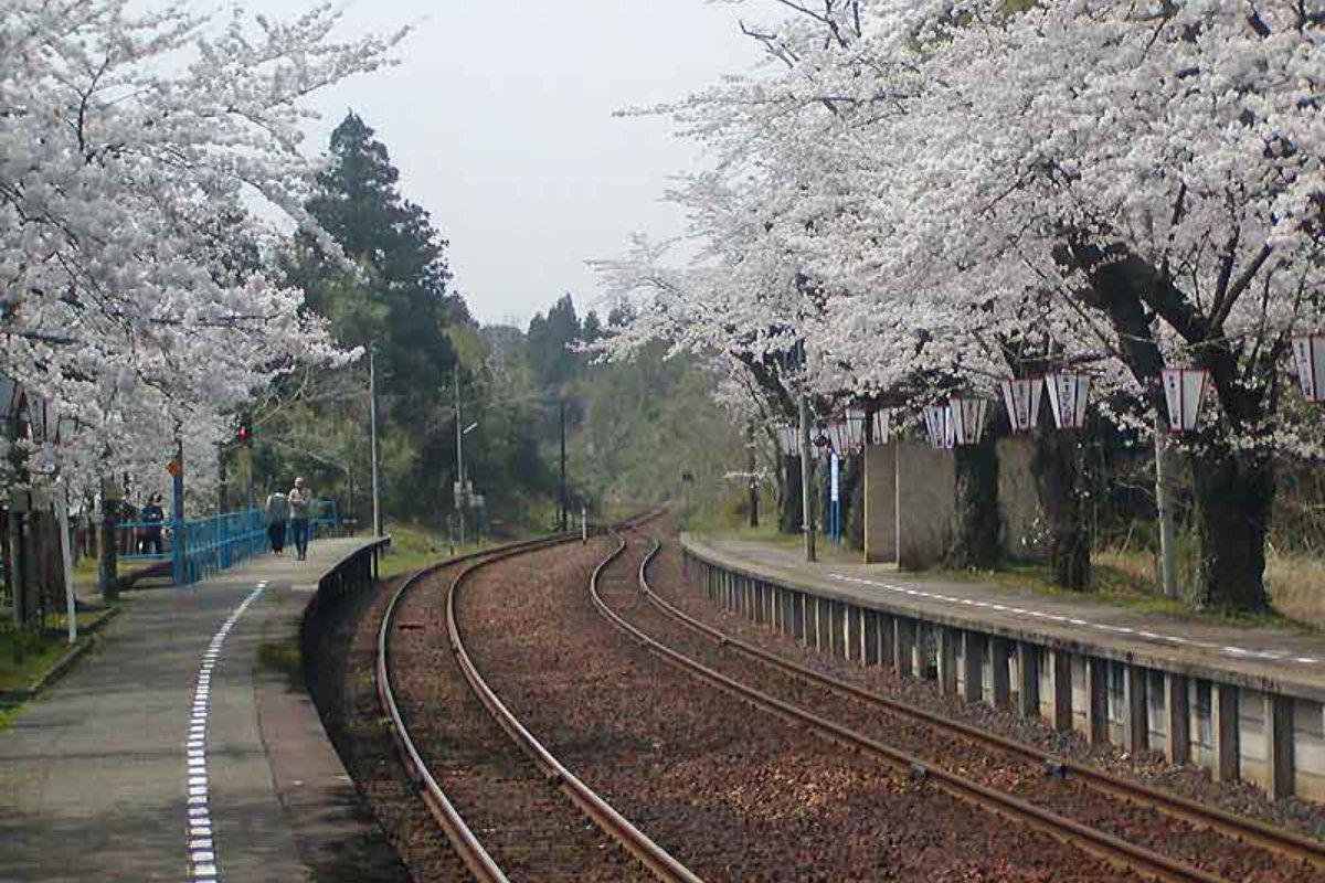 ซากุระบานรอบชานชาลาสถานีโนโตะคาชิมะ รถไฟโนโตะ