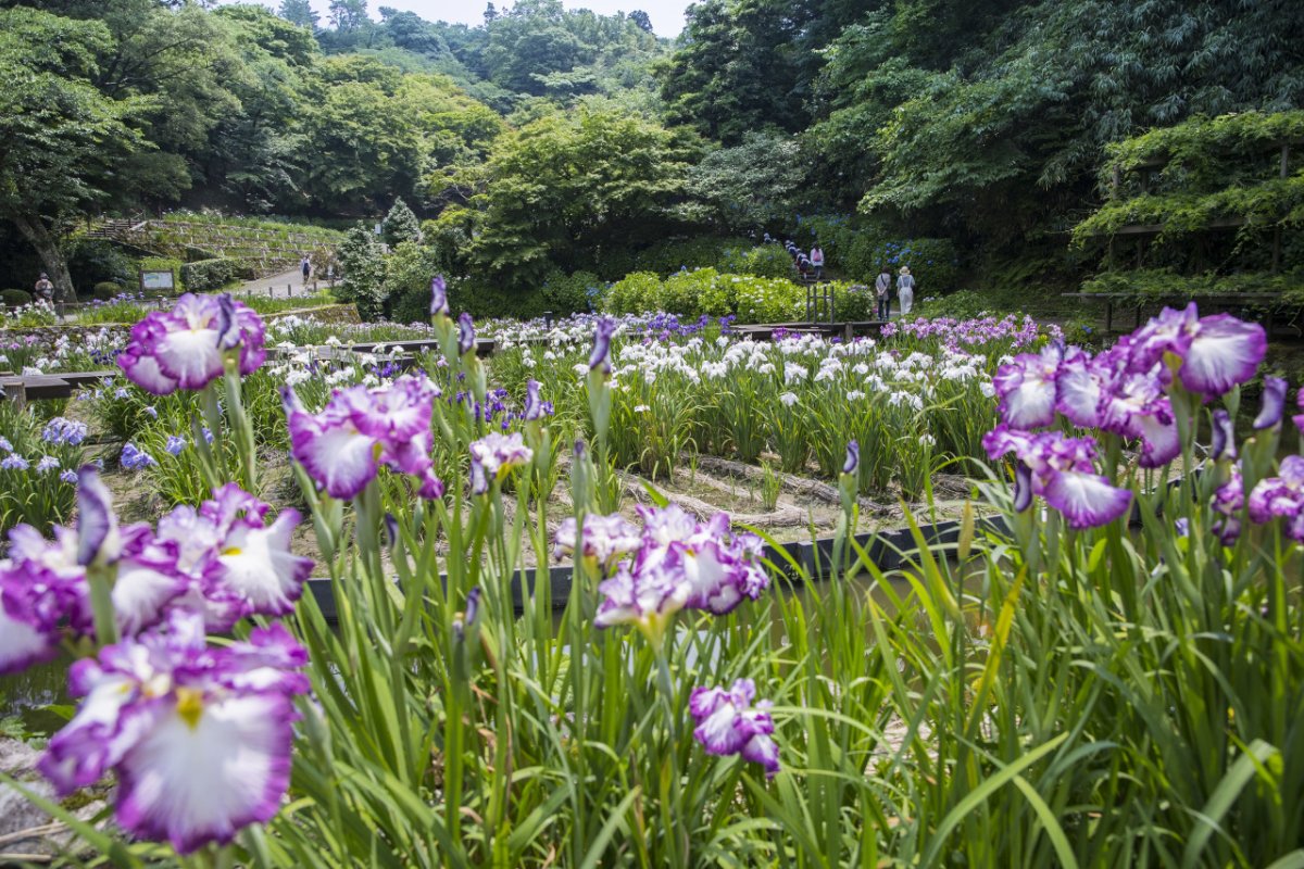 ดอกไอริสสีม่วงในสวนฮานะโชบุเอ็น