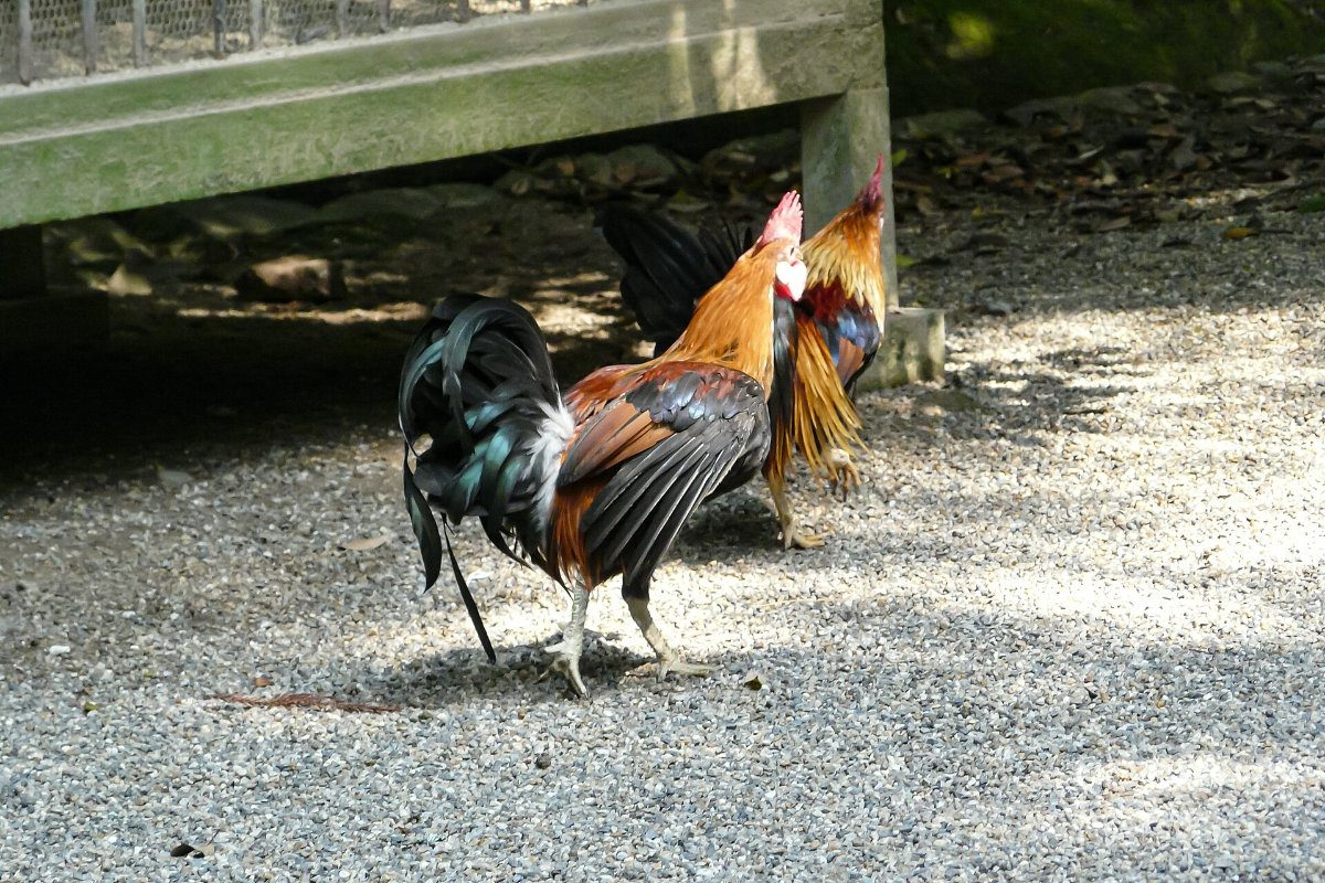ไก่ศักดิ์สิทธิ์เดินในลานศาลเจ้าอิโซโนะคามิจิงงู