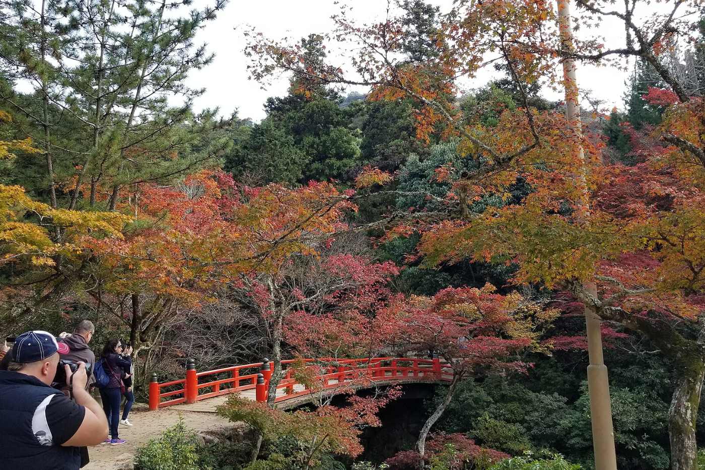 สะพานสีแดงในสวนโมมิจิดานิ เกาะมิยาจิมะ ล้อมรอบด้วยต้นเมเปิลสีแดงและเขียว