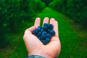 เก็บบลูเบอร์รีไม่จำกัดเวลาที่ Blueberry Garden Okayama