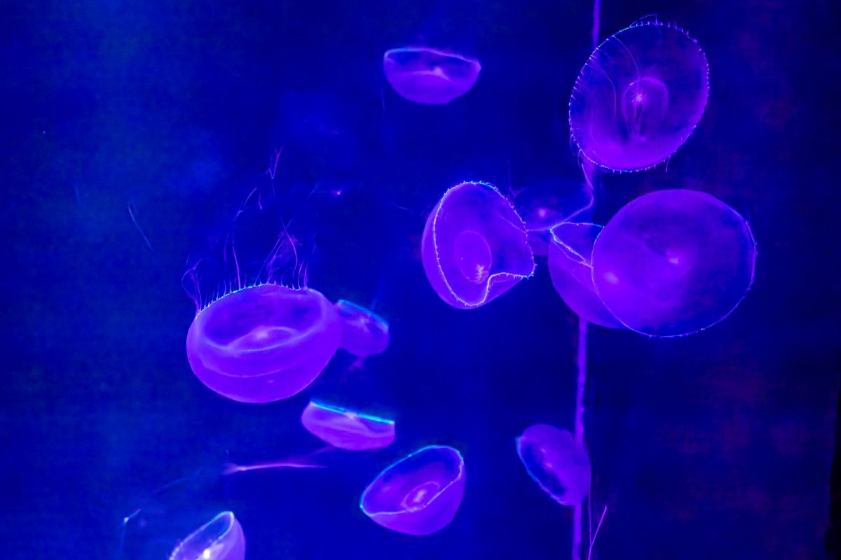 แมงกะพรุนเรืองแสงสีม่วงในพิพิธภัณฑ์สัตว์น้ำคาโมะ